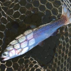 大安トラウトレイク釣果